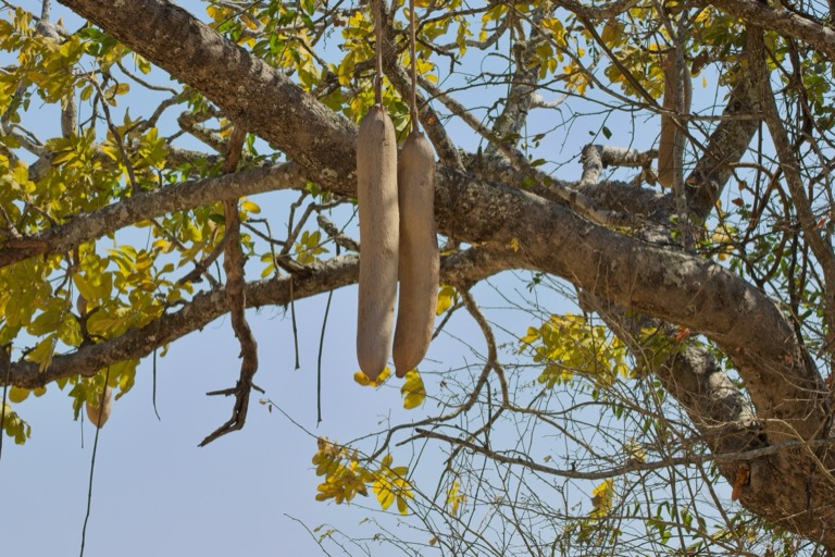 Sausage Tree
