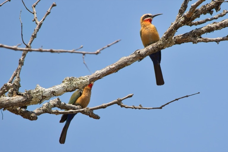 White-fronted Bee-eaters