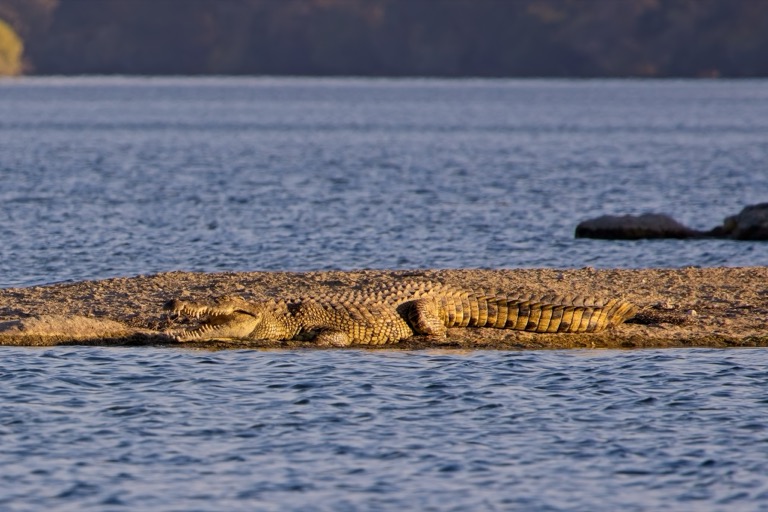 Crocodile