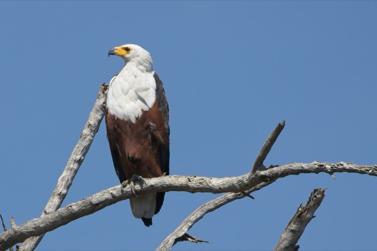 African Fisheagle