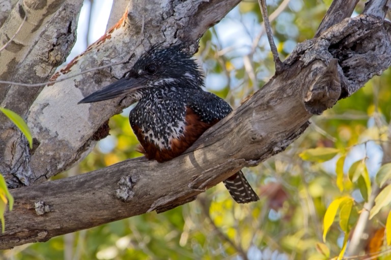 Giant Kingfisher