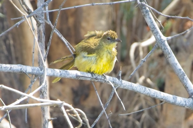 Yellow-bellied Greenbul