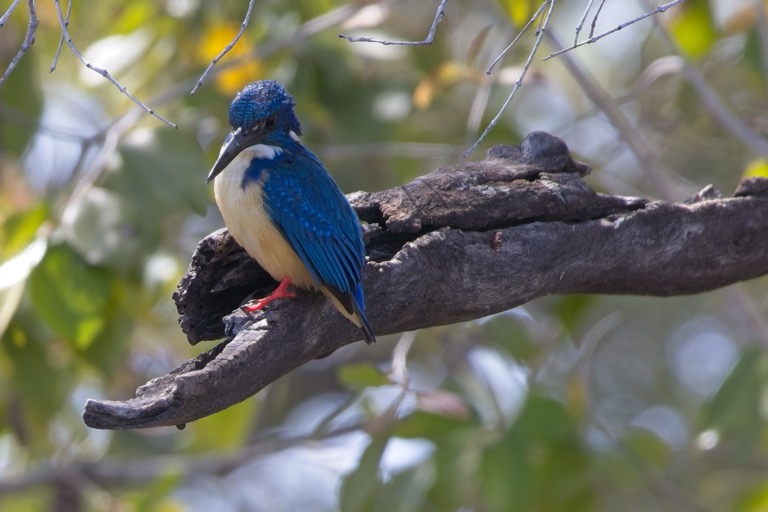 Half-collared Kingfisher