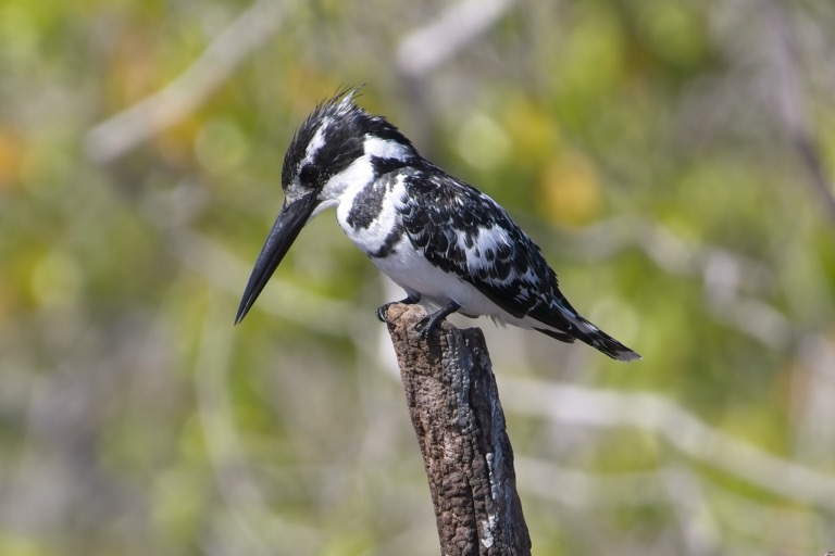 Pied Kingfisher