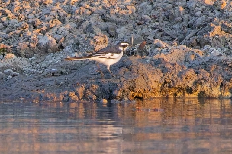 African Pied Wagtail