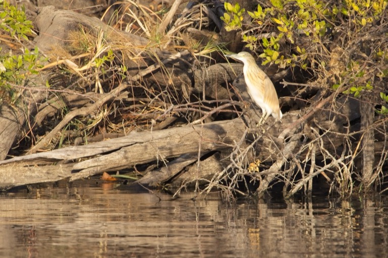 Squacco Heron