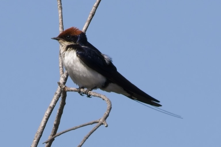 Wire-tailed Swallow