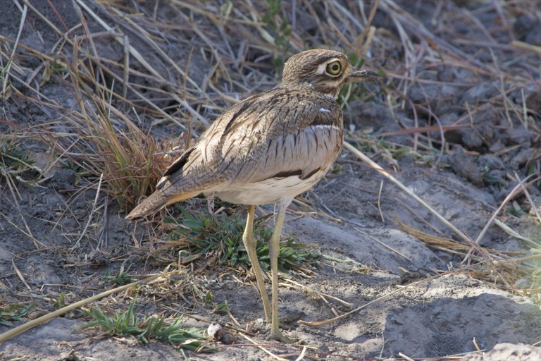 Water Thick-Knee