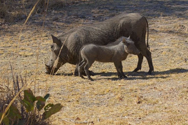 Warthogs