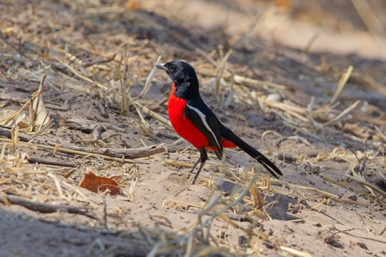 Crimson-breasted Gonolek