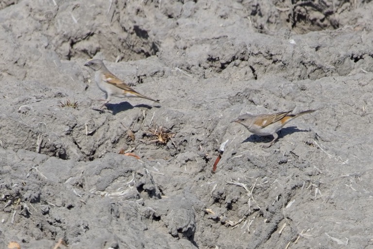 Southern Gray-headed Sparrow