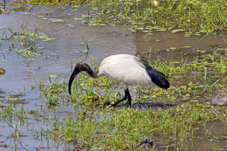 African Sacred Ibis