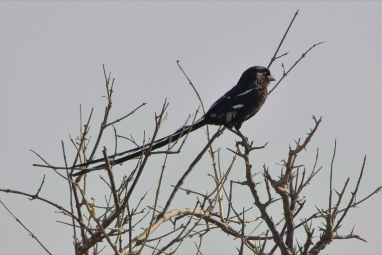 Magpie Shrike
