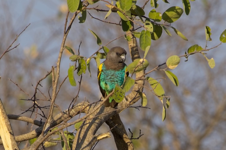 Meyer’s Parrot