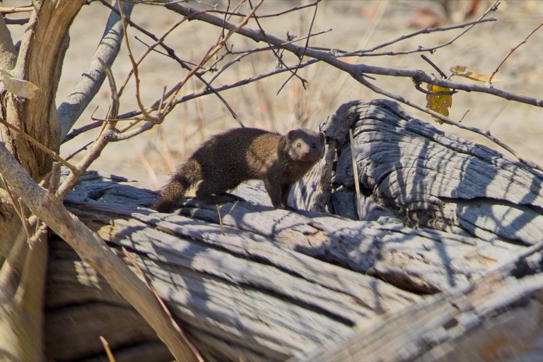 Common Dwarf Mongoose