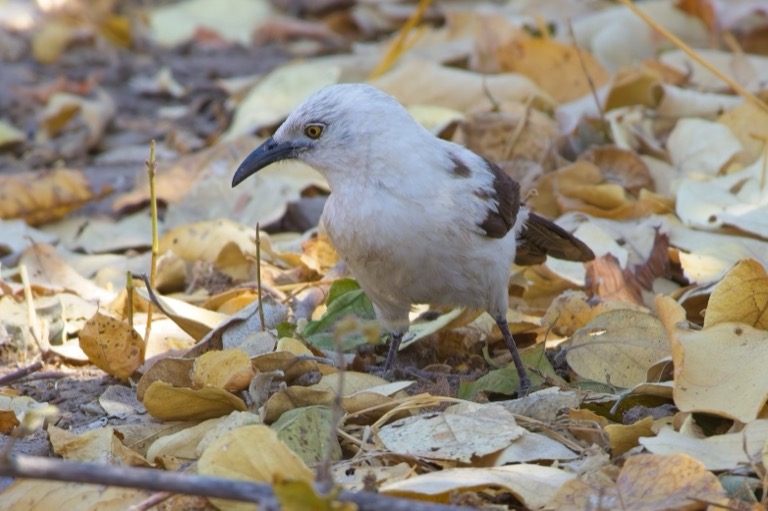 Southern Pied-babbler