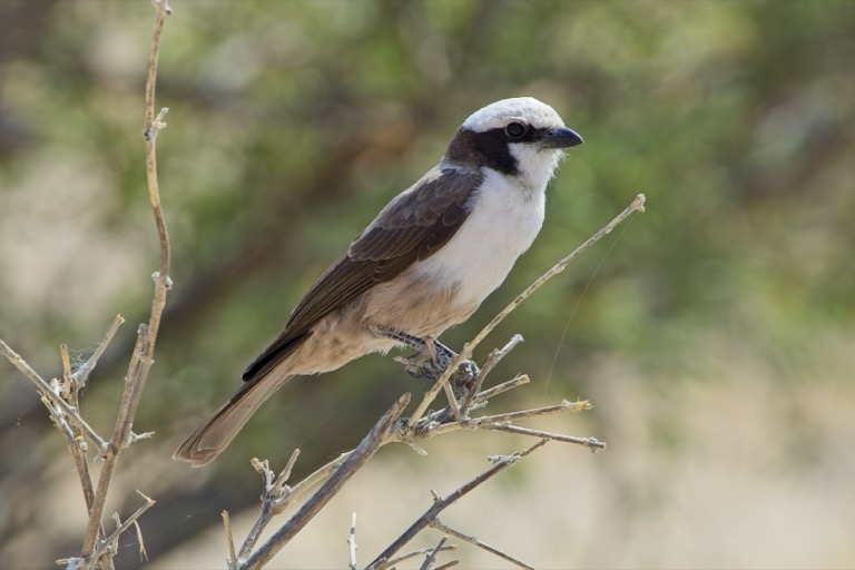 White-crowned Shrike