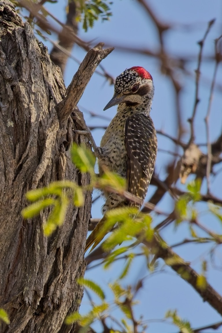 Bennet’s Woodpecker