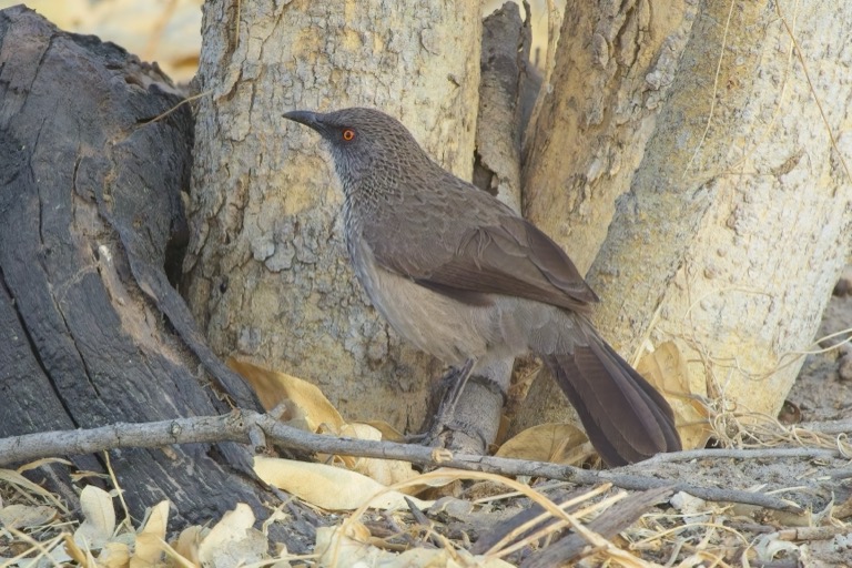 Arrow-marked Babbler