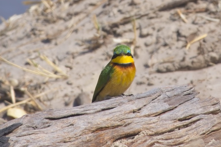 Little Bee-Eater