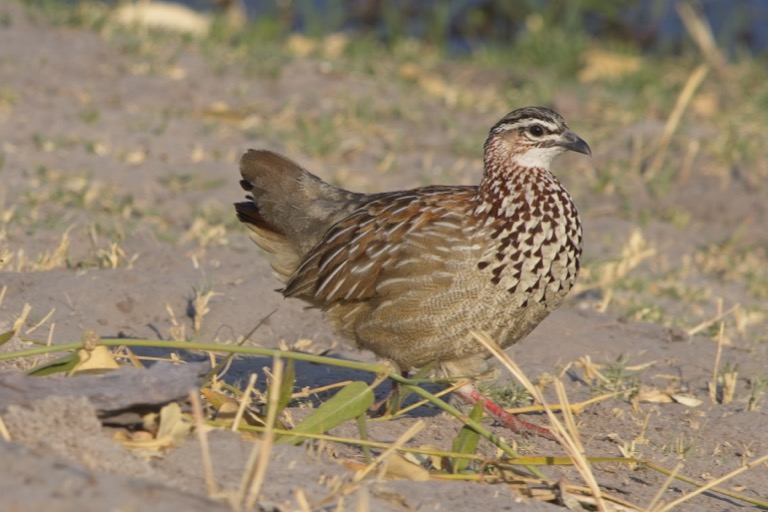 Crested Francolin