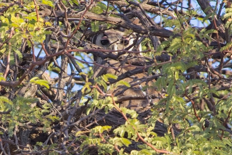 Verreaux’s Eagle-Owl