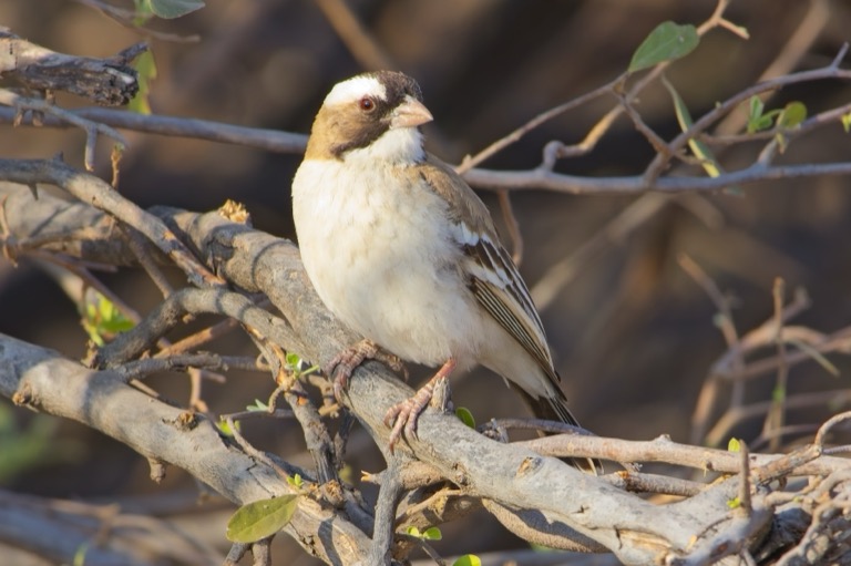 White-browed Sparrow-weaver