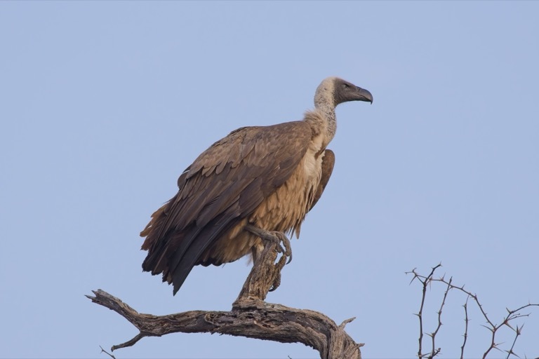 White-backed Vulture