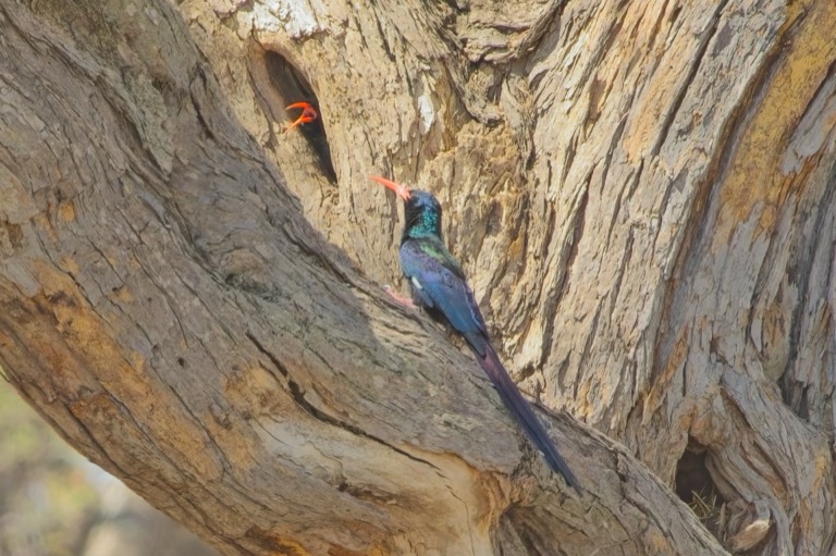 Green Woodhoopoe