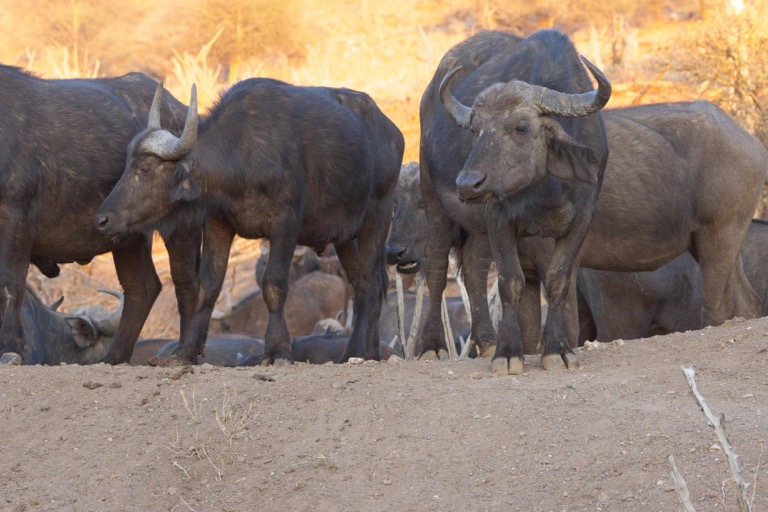 Cape Buffalo