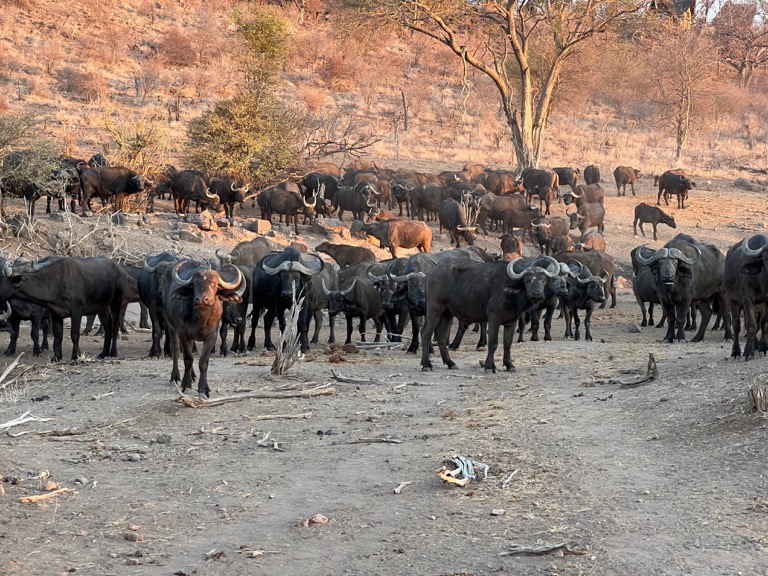 Herd of Cape Buffalo