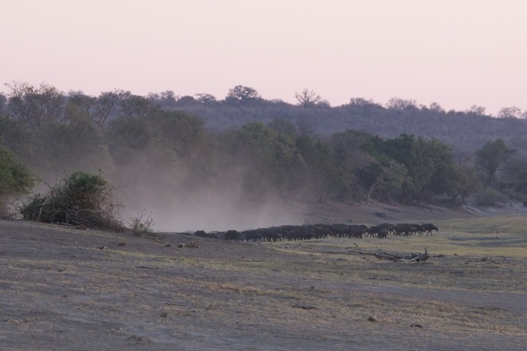 Cape Buffalo herd on the move