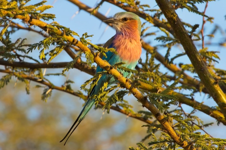 Lilac-breasted Roller