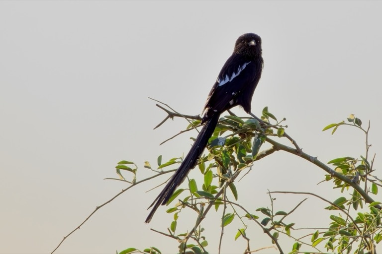 Southern Magpie Shrike