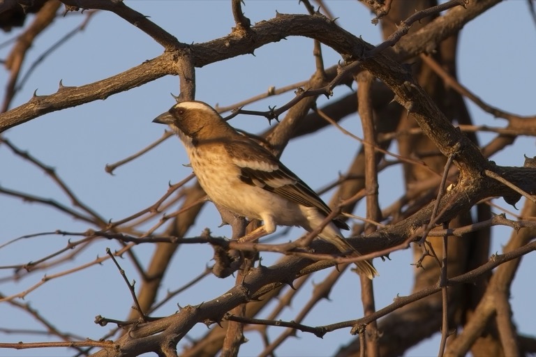 White-browed Sparrow Weaver