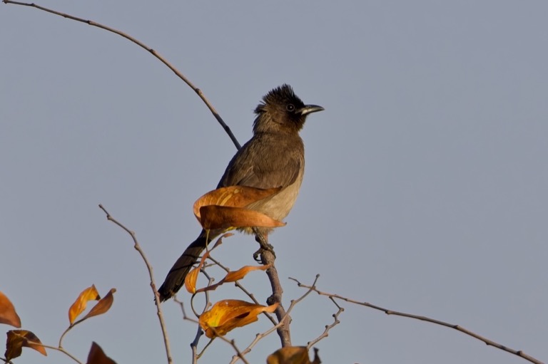 Common Bulbul