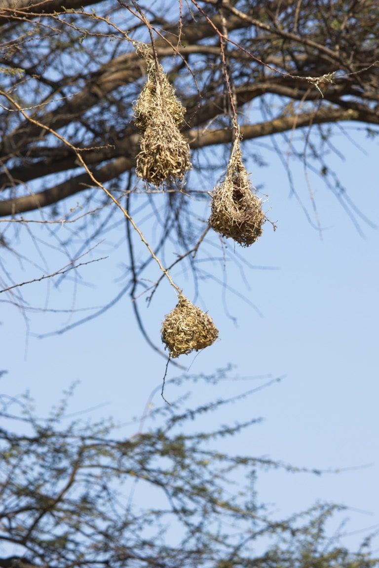 Nests of the White-browed Sparrow-weaver