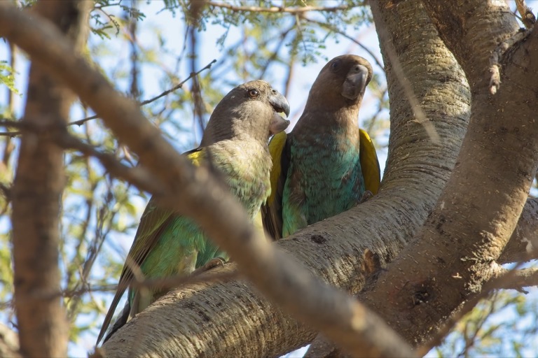 Meyer’s Parrots