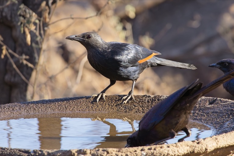 Southern Red-winged Starling