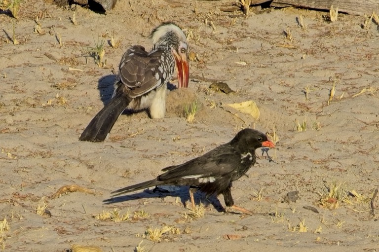 Red-billed Buffalo-Weaver