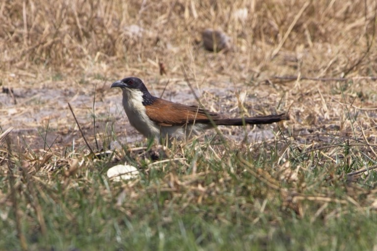 Coppery-tailed Coucal