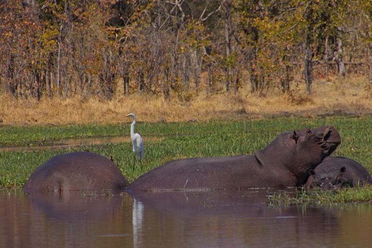 Hippos and Great Egret