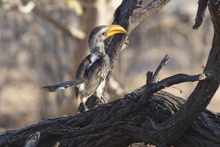 Southern Yellow-billed Hornbill