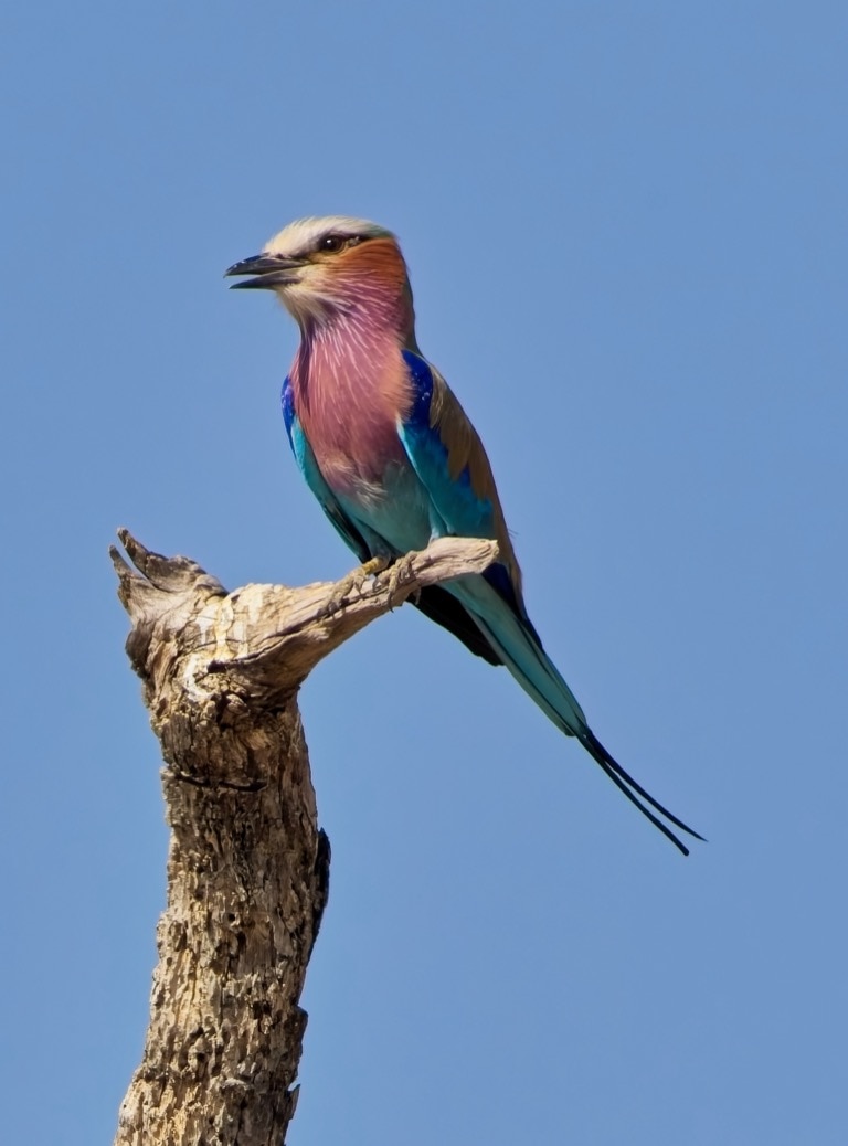 Lilac-breasted Roller