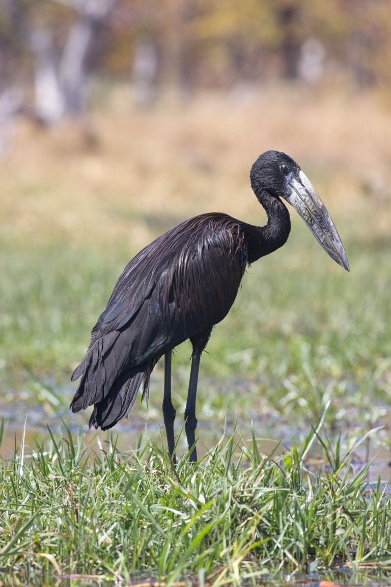 African Openbill