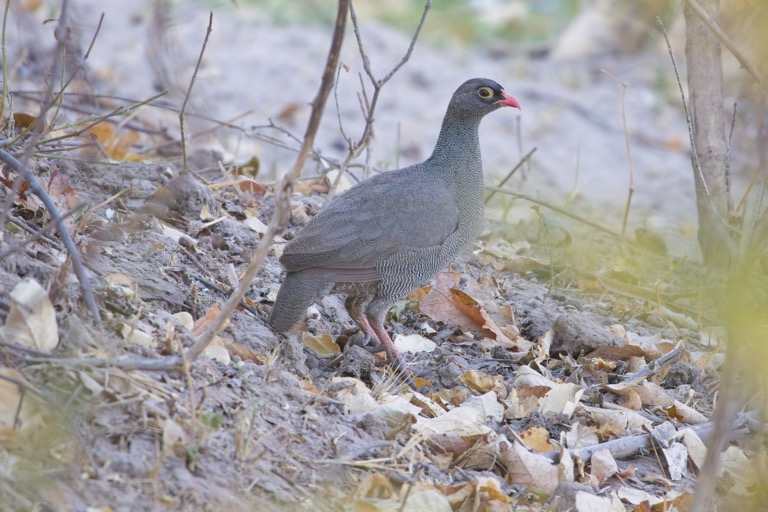 Red-billed Spurfowl