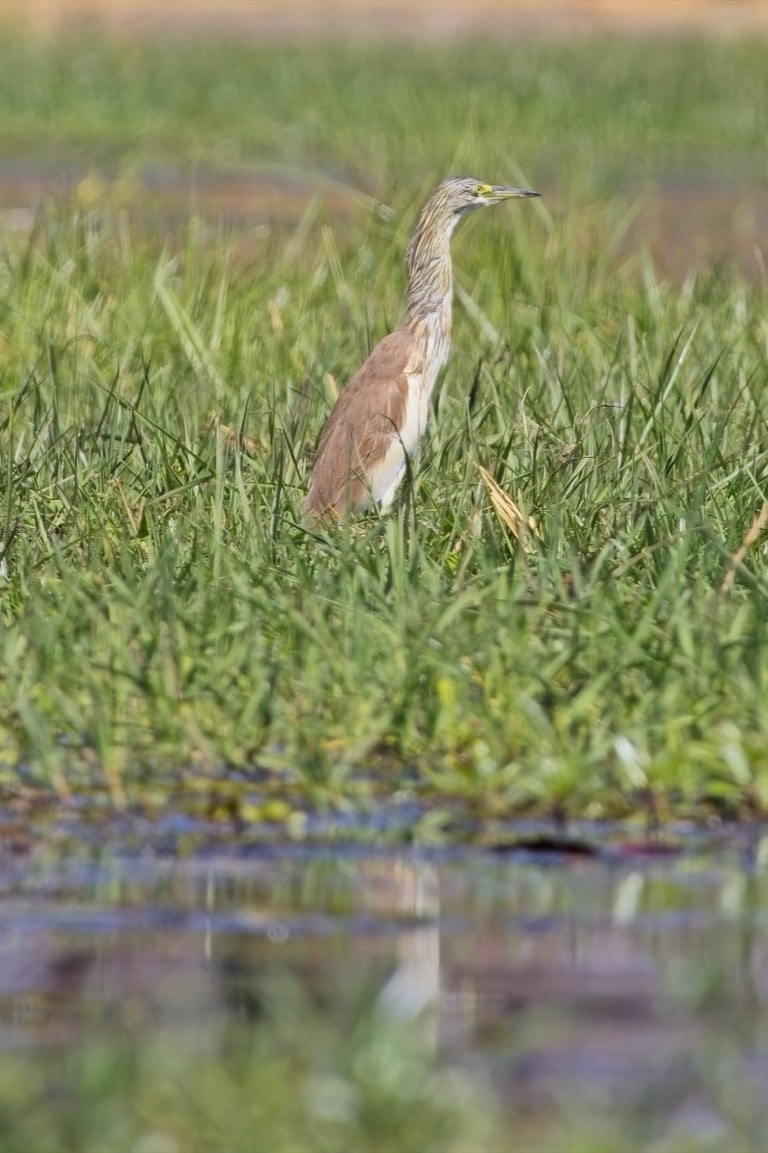 Squacco Heron