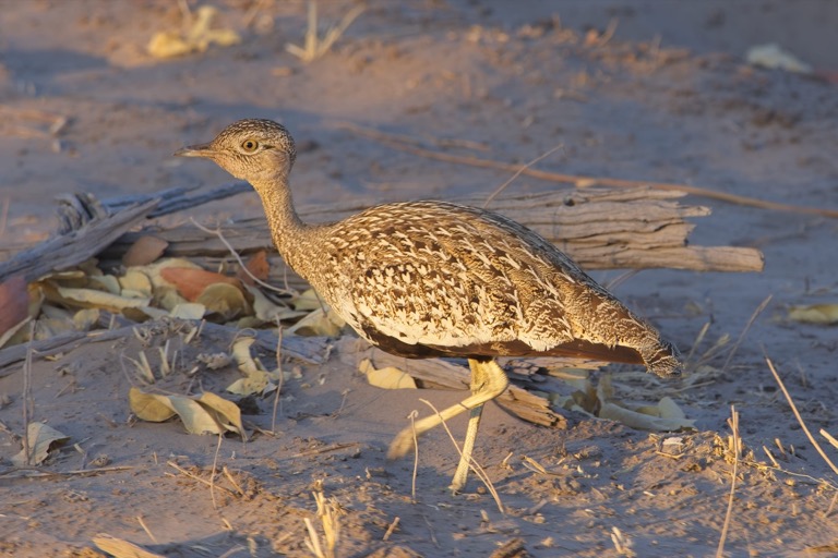 Red-crested Bustard