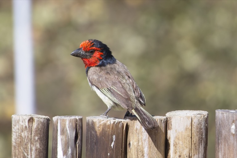 Black-collared Barbet