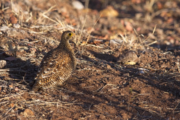 Double-banded Sandgrouse